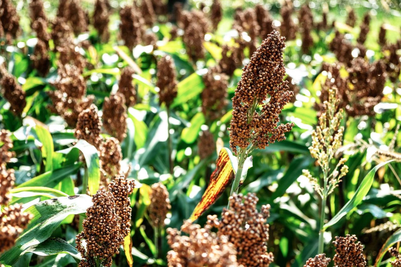 birlin muehlefood milo field sorghum hirse DSCF7106 1280x853 1