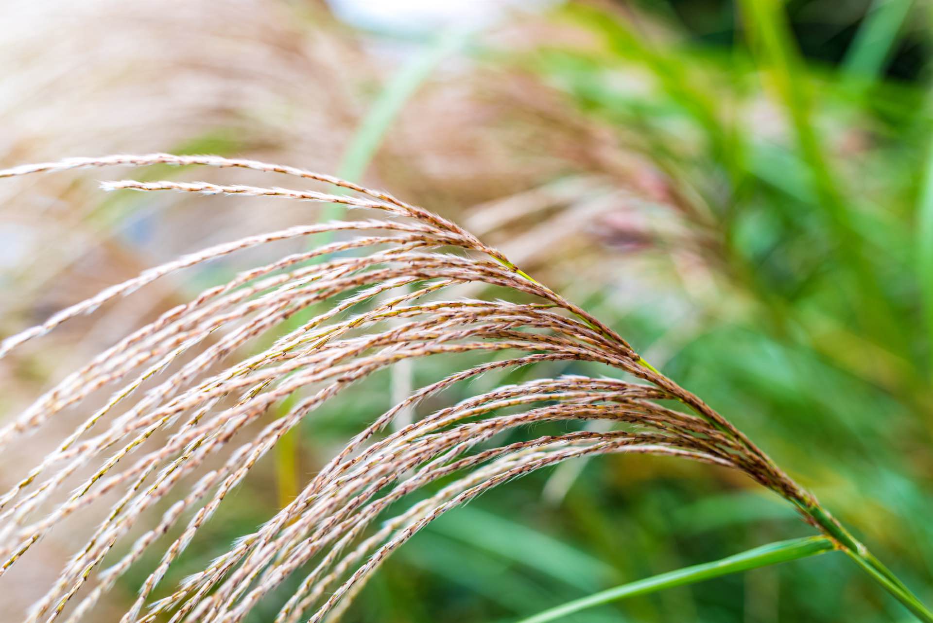 habeshafood teff field m 205666561 web